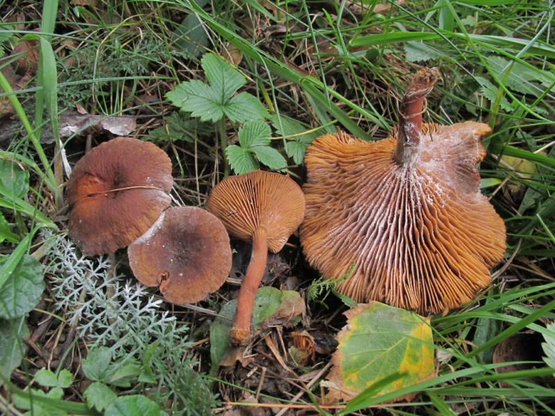 Lactarius cremor