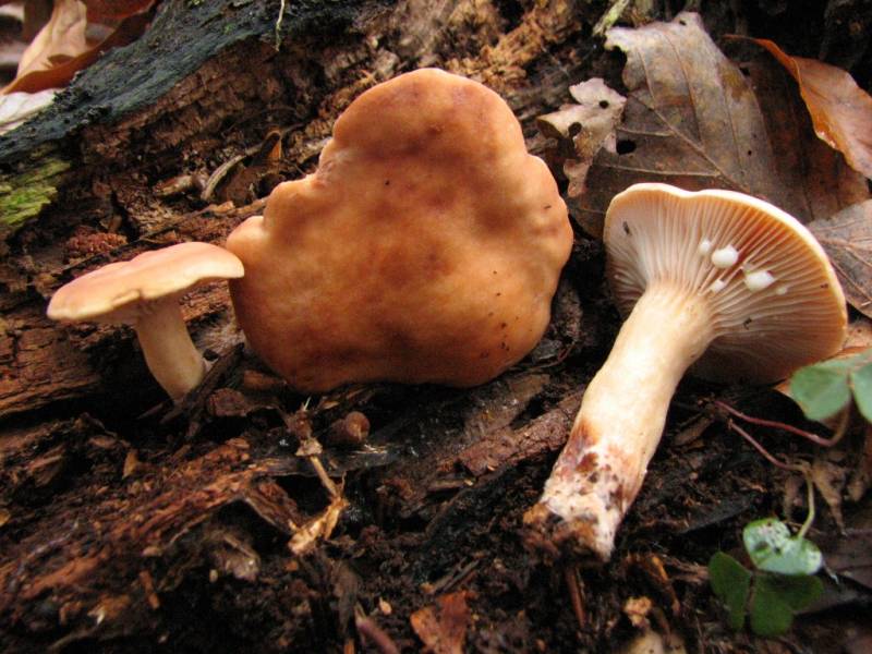 Lactarius decipiens