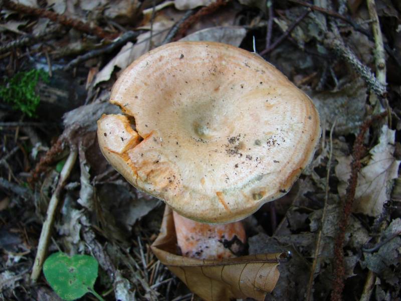 Lactarius deterrimus