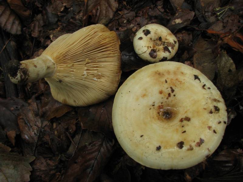 Lactarius evosmus