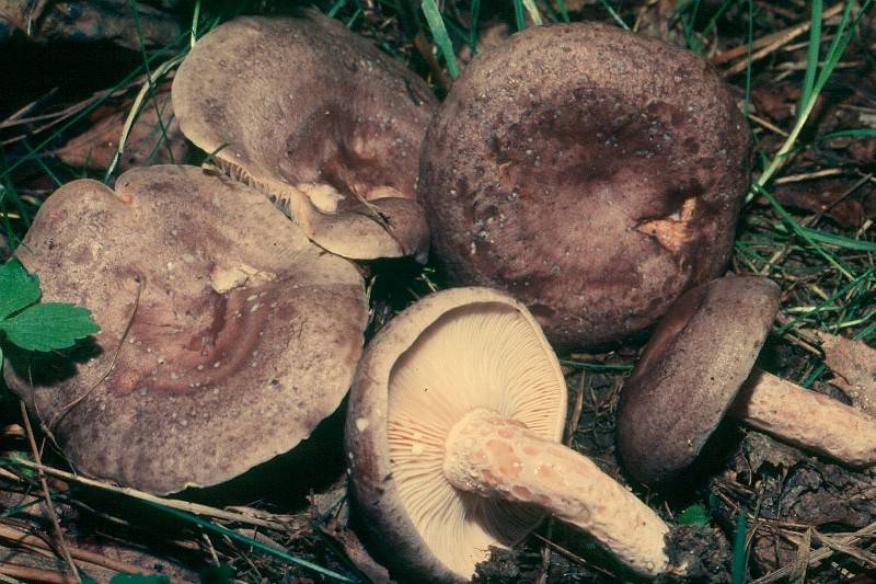 Lactarius fluens