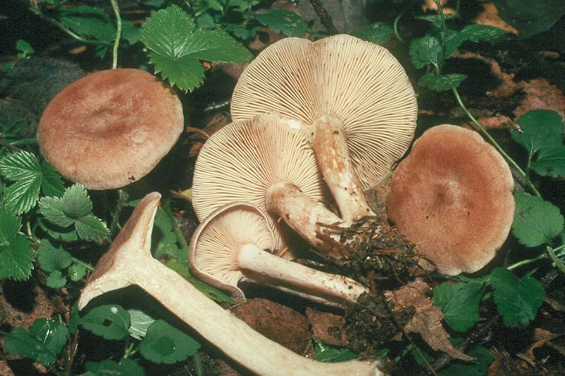 Lactarius glyciosmus