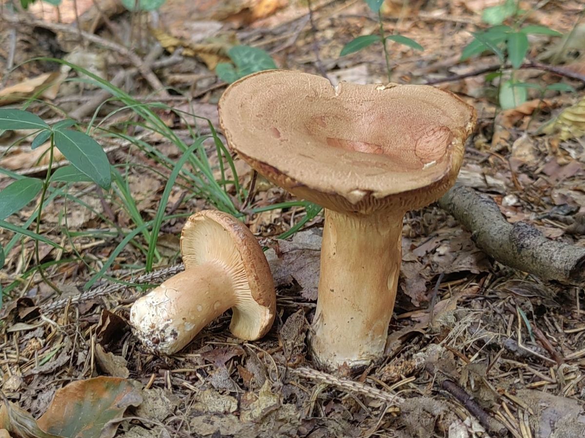 Lactarius helvus