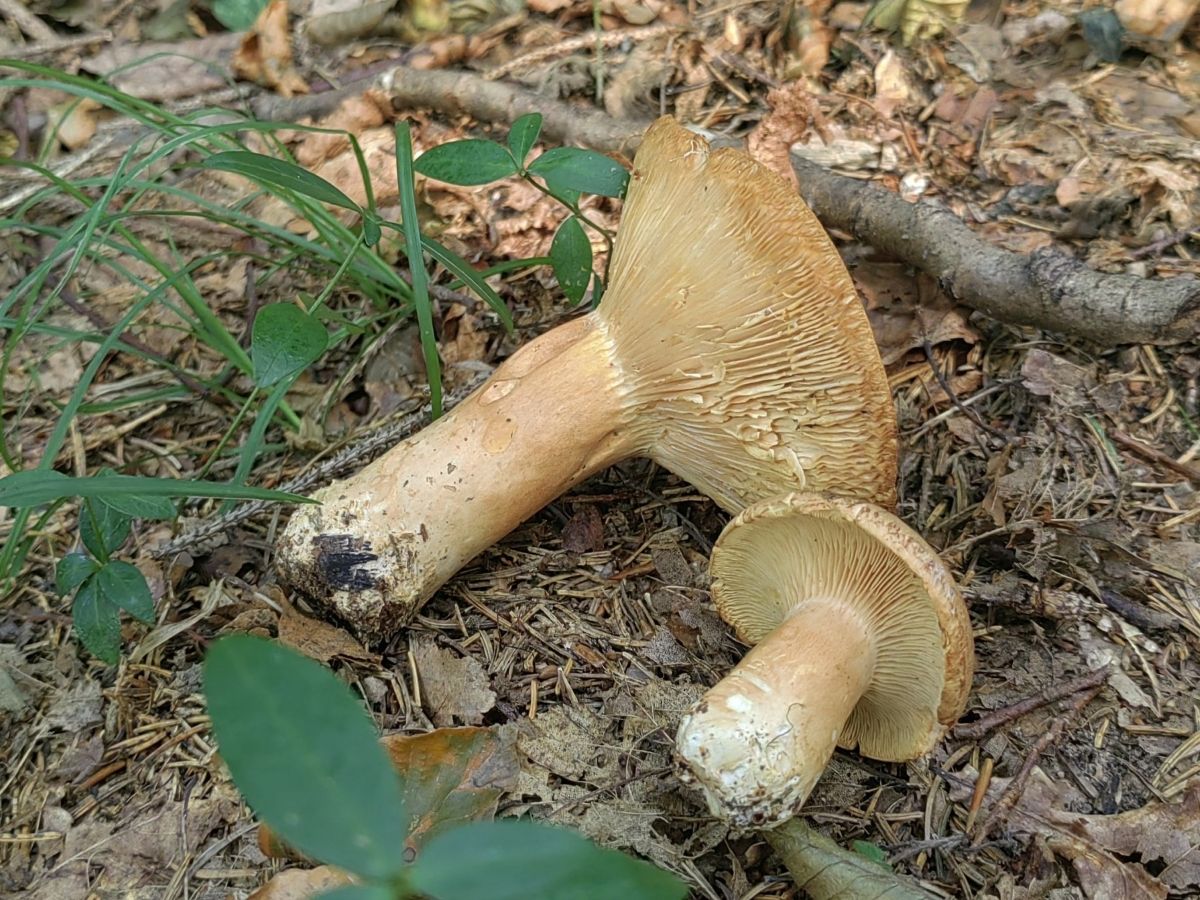 Lactarius helvus