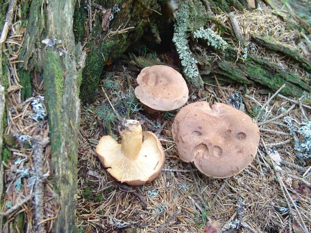 Lactarius helvus