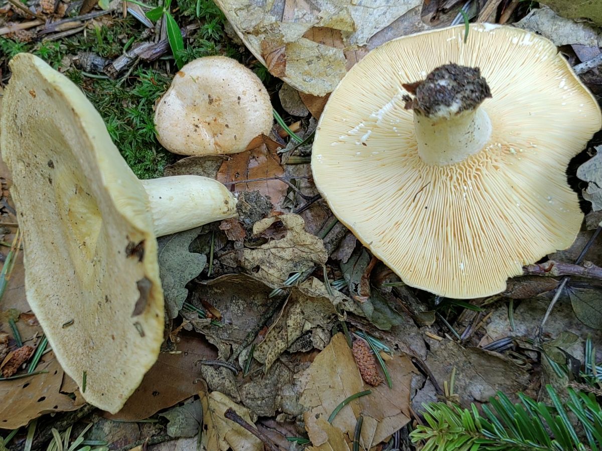 Lactarius illyricus