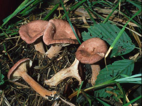 Lactarius lilacinus