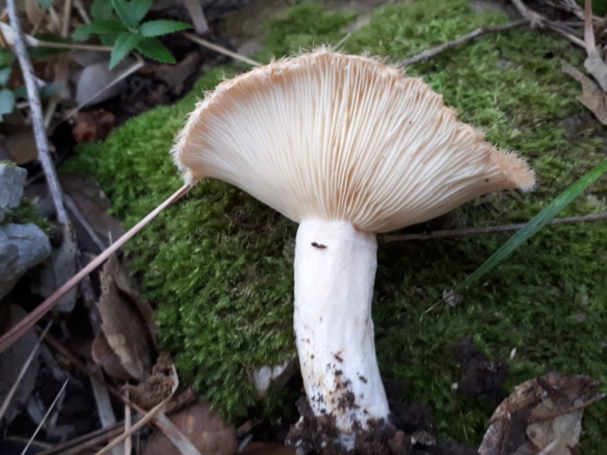 Lactarius mairei