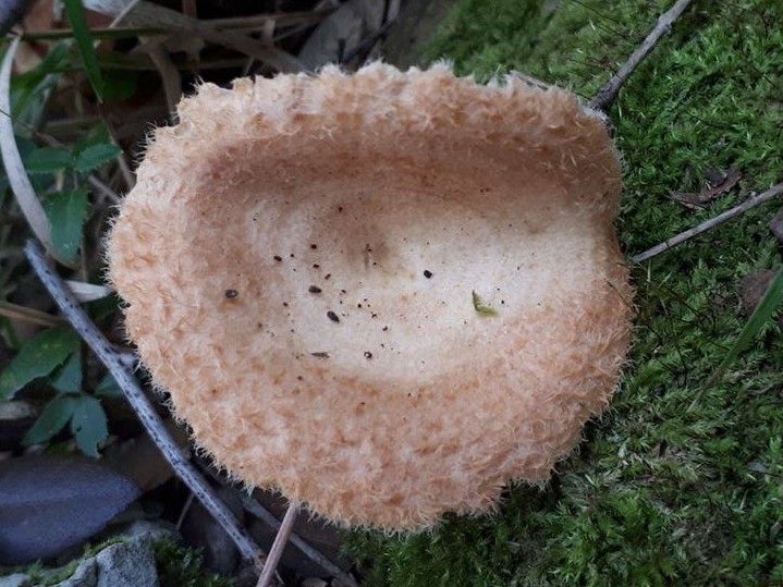 Lactarius mairei