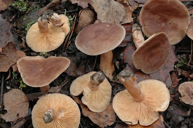 Lactarius mammosus