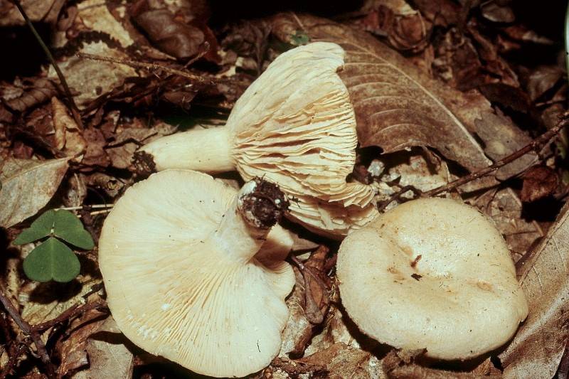 Lactarius musteus