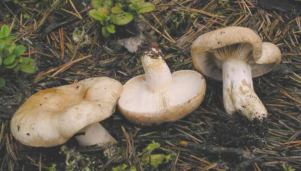 Lactarius musteus