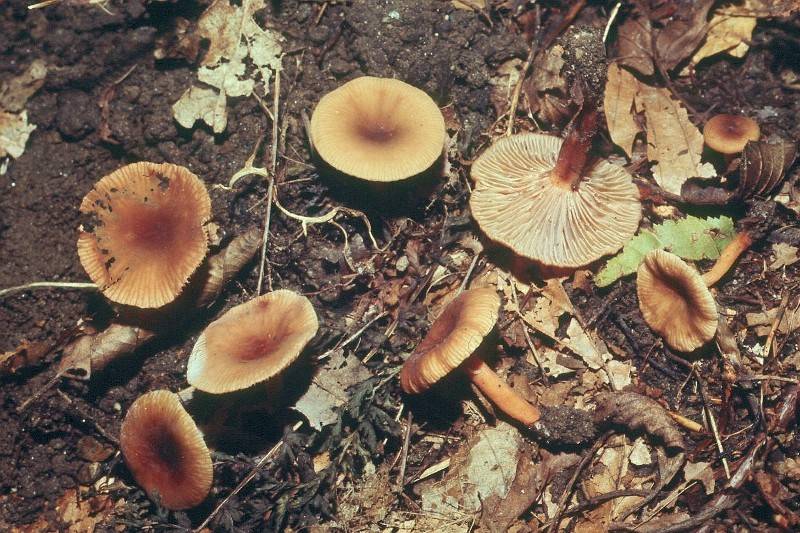 Lactarius omphaliiformis