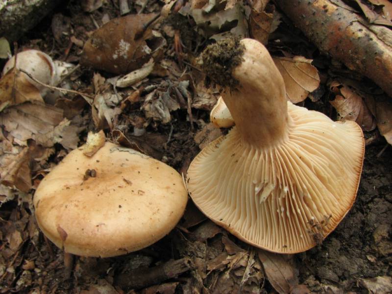 Lactarius pallidus Lactarius pallidus