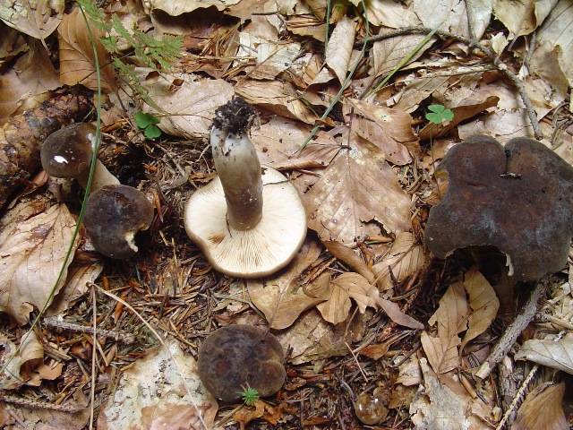 Lactarius picinus