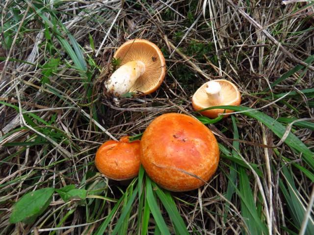 Lactarius porniniae