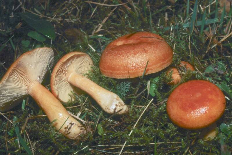 Lactarius porniniae