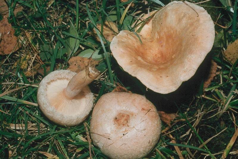 Lactarius pubescens