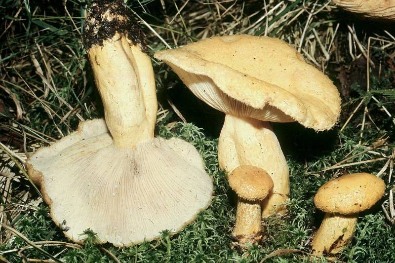 Lactarius repraesentaneus