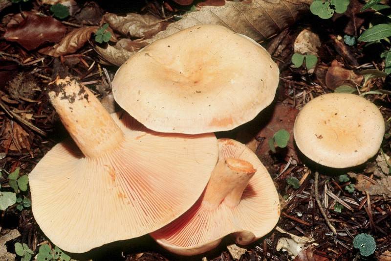 Lactarius salmonicolor