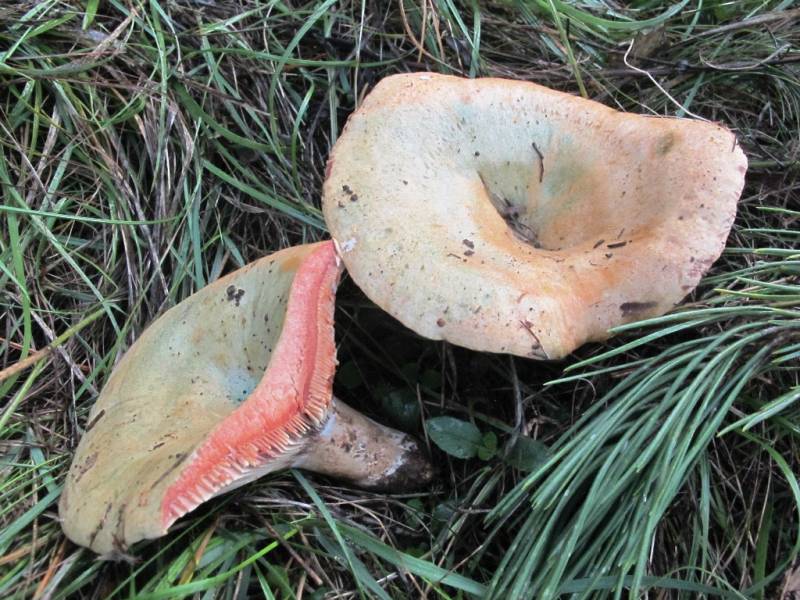 Lactarius sanguifluus