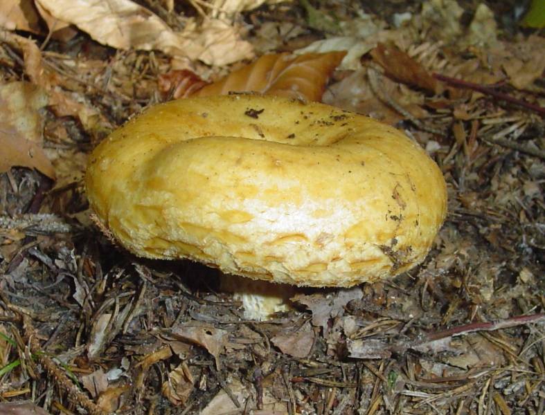 Lactarius scrobiculatus