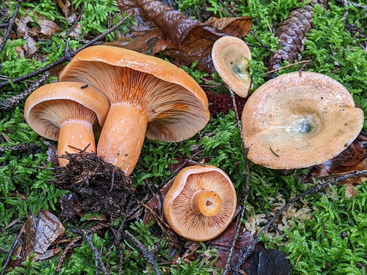 Lactarius semisanguifluus