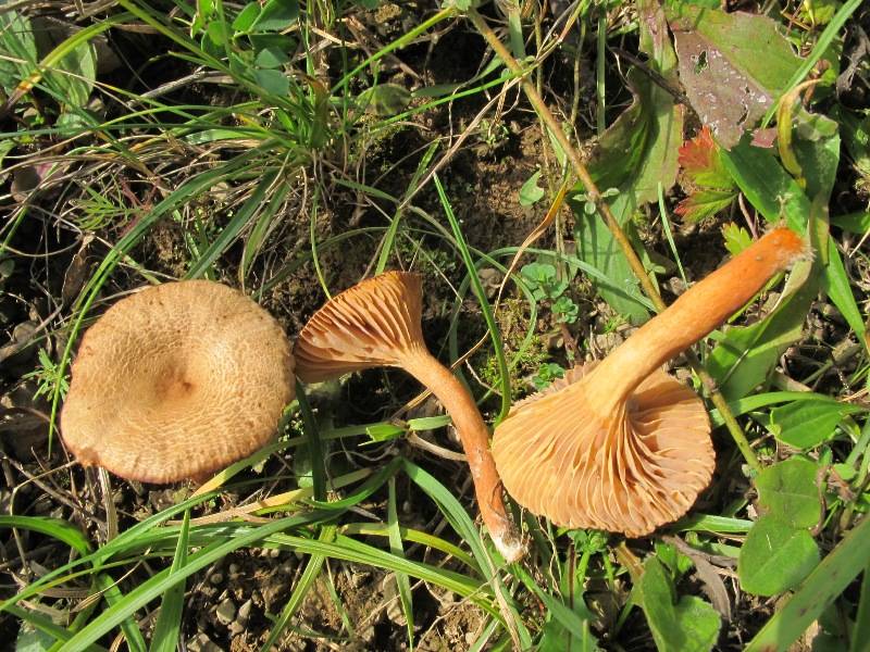 Lactarius serifluus