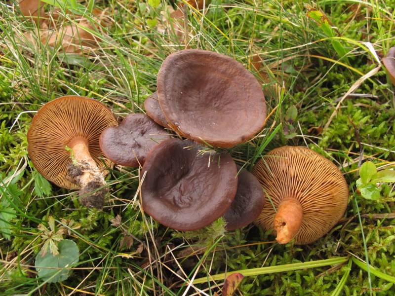 Lactarius subumbonatus