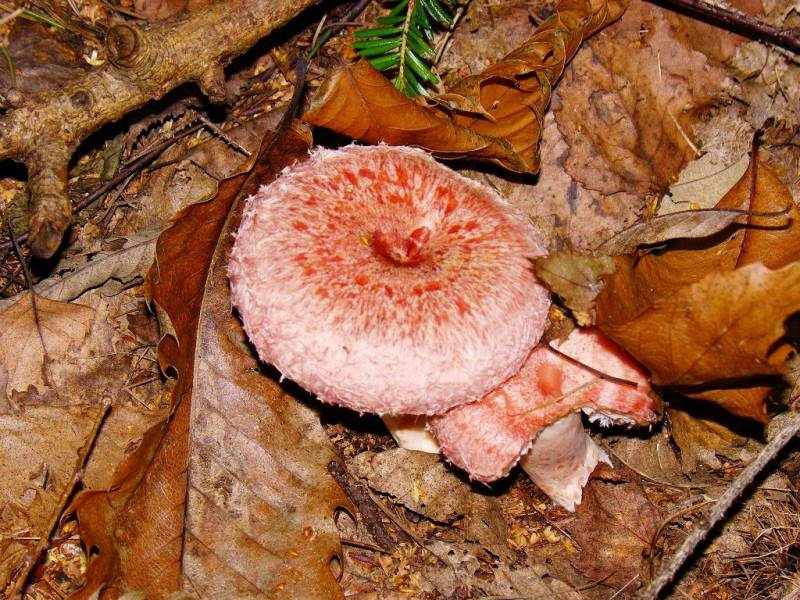 Lactarius torminosus