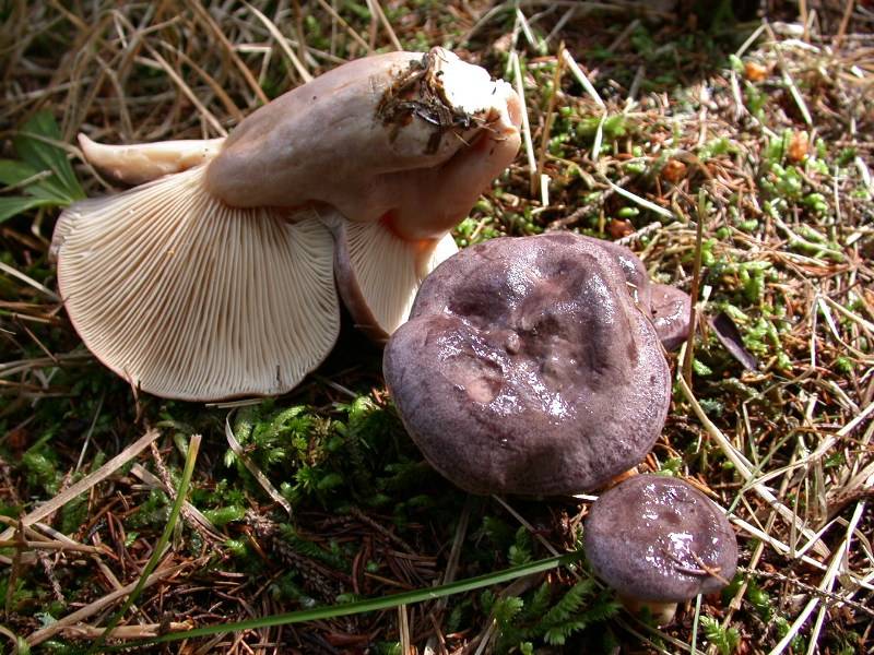 Lactarius trivialis