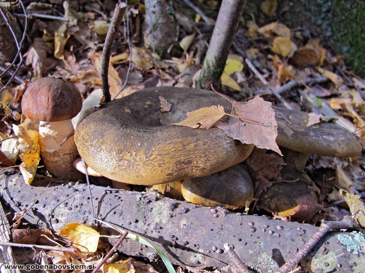 Lactarius turpis Lactarius turpis