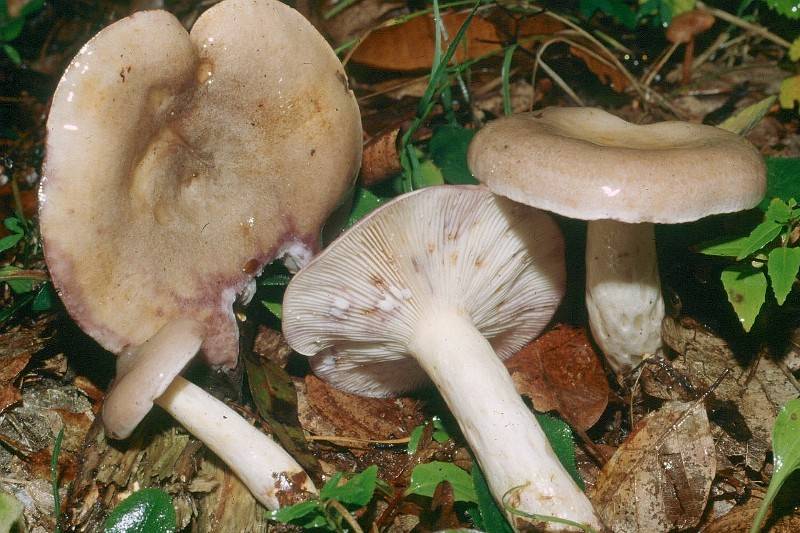 Lactarius uvidus