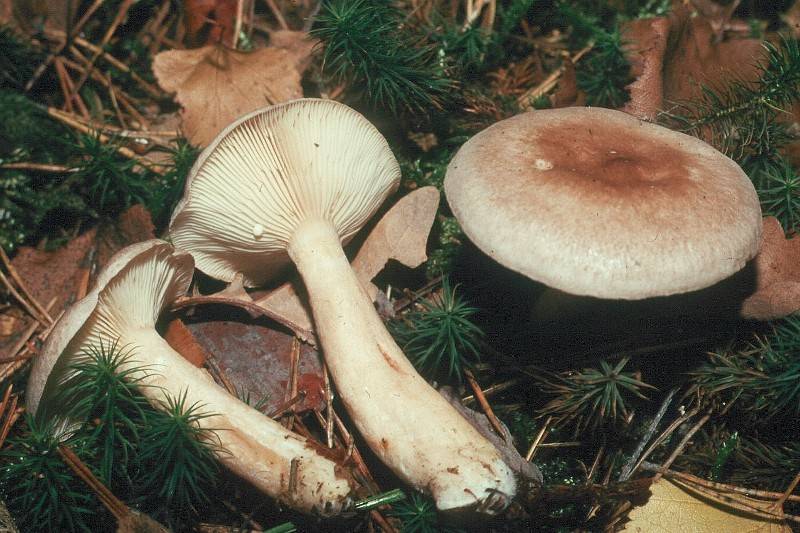 Lactarius vietus