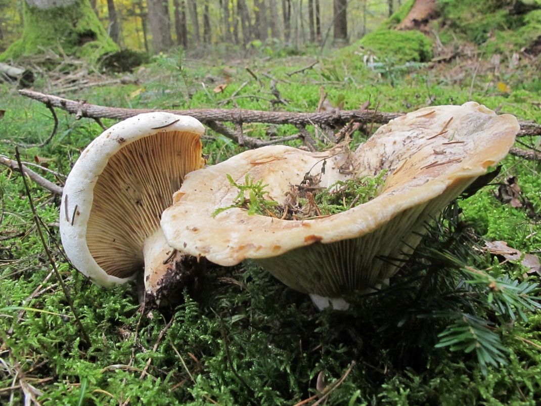 Lactifluus bertillonii