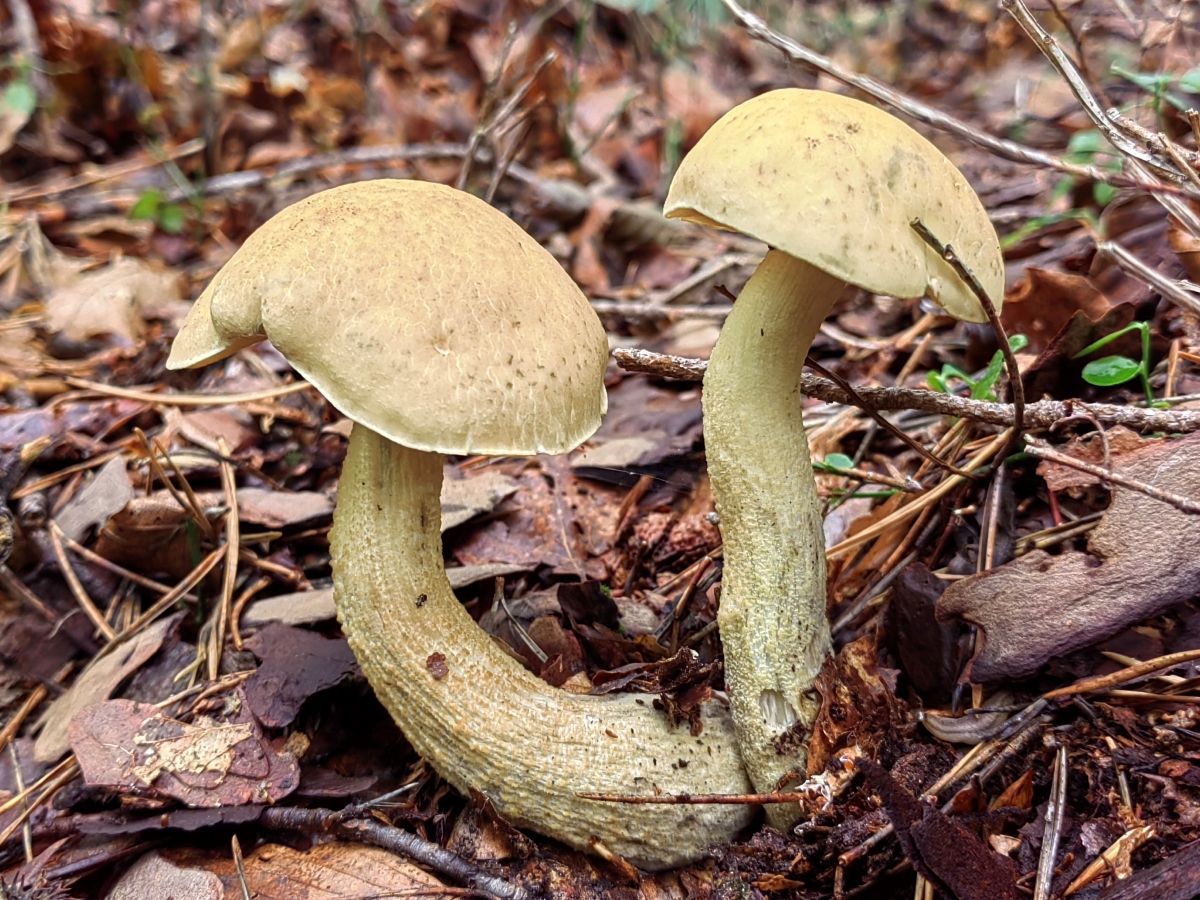 Leccinellum crocipodium