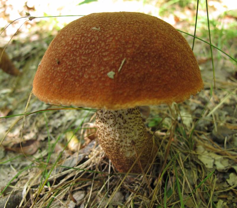 Leccinum aurantiacum