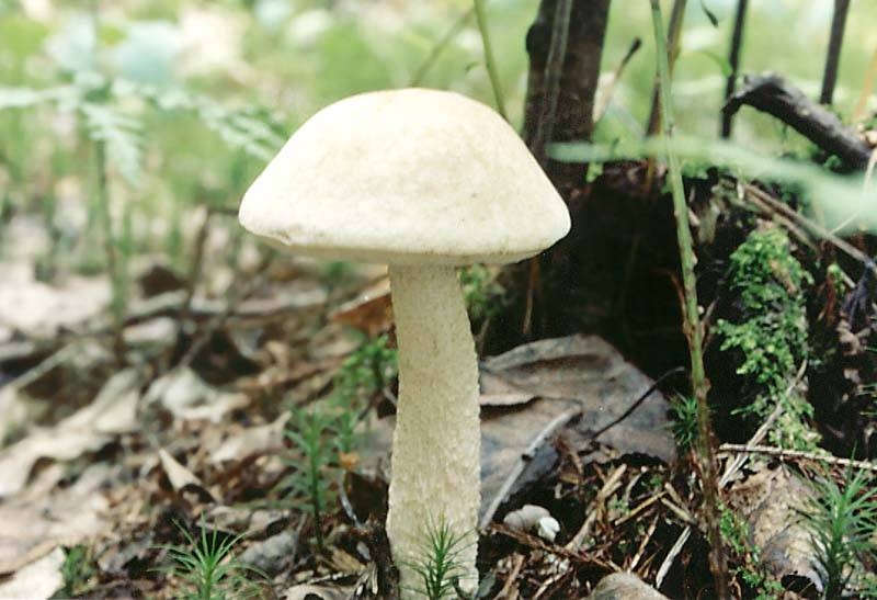 Leccinum holopus