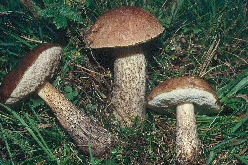 Leccinum melaneum