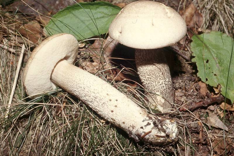 Leccinum scabrum