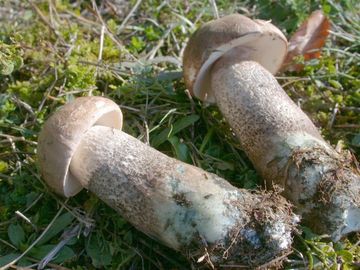 Leccinum variicolor