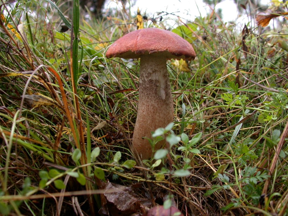 Leccinum vulpinum