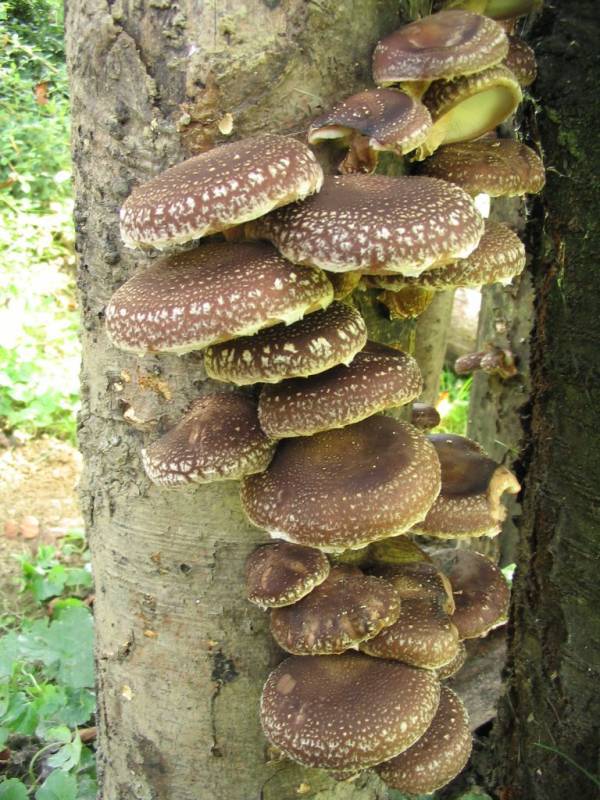 Lentinula edodes