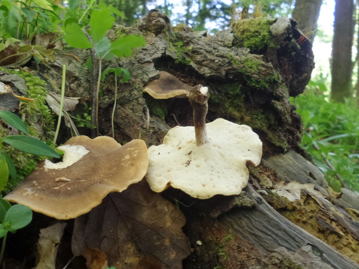 Lentinus substrictus