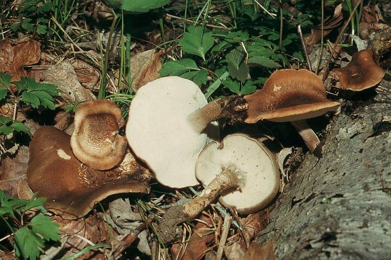 Lentinus substrictus