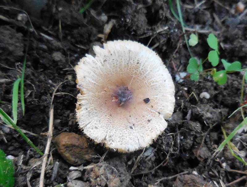 Lepiota brunneoincarnata