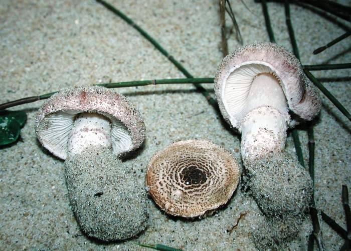 Lepiota brunneolilacea