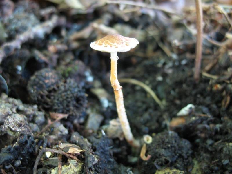 Lepiota castanea