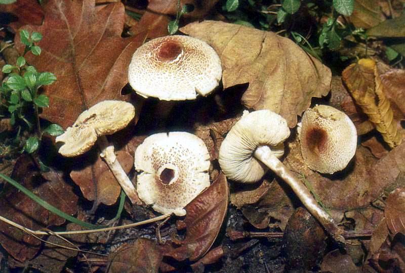 Lepiota cristata