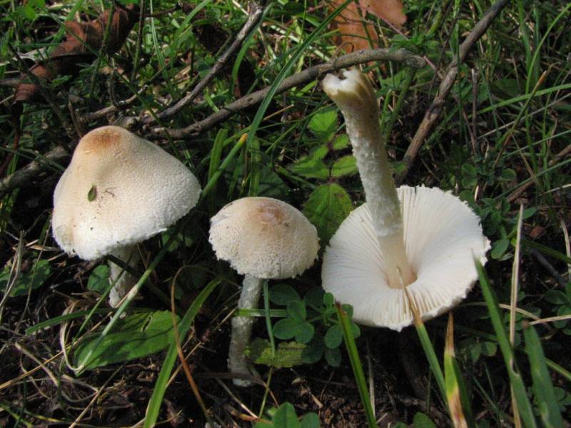 Lepiota erminea